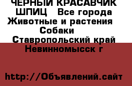 ЧЕРНЫЙ КРАСАВЧИК ШПИЦ - Все города Животные и растения » Собаки   . Ставропольский край,Невинномысск г.